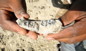 the 2.8 m year old human lineage jaw bone fossil was found in the Afar Rigon in Ethiopia- the gurdain
