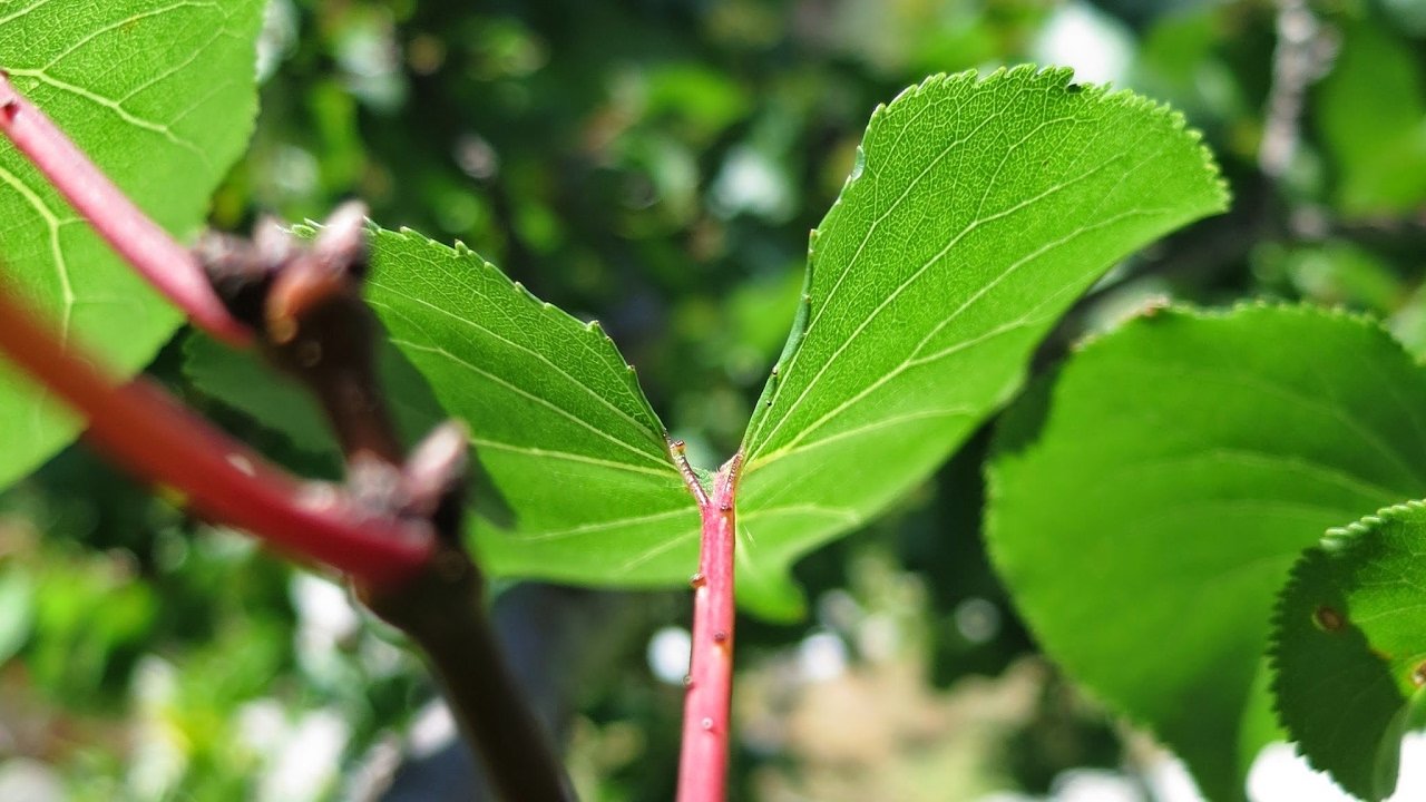 Ethio 360 ¨Zare Min Ale¨