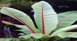 ‘Banana on steroids’: Ethiopia’s miracle food that could be a global warming lifesaver – The Sydney Morning Herald